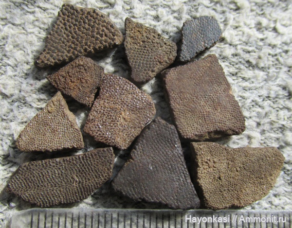 девон, Heterostraci, Agnatha, бесчелюстные, Psammosteidae