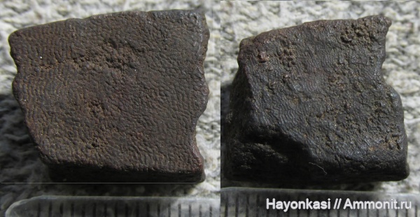 девон, Heterostraci, Agnatha, бесчелюстные, Psammosteidae