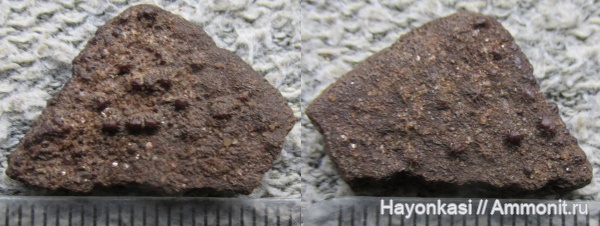 девон, Heterostraci, Agnatha, бесчелюстные, Psammosteidae