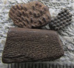 Псаммостеиды из Трутнёво