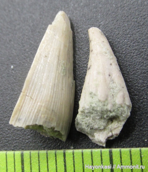 девон, рыбы, зубы, Sarcopterygii