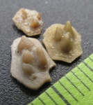 Девонская проблематика (рыба): чешуйки?