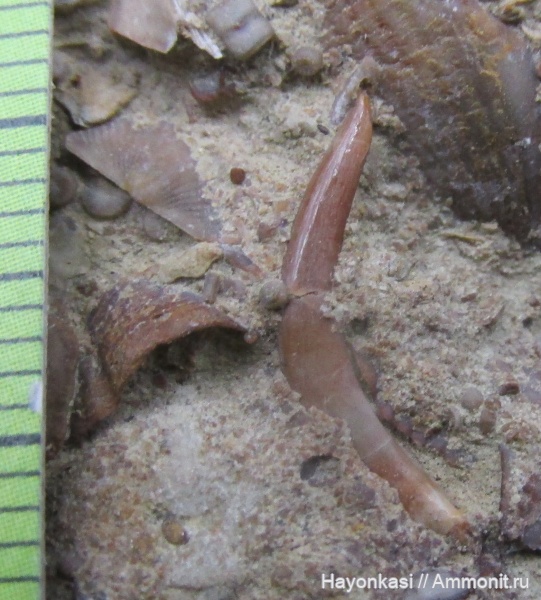 девон, рыбы, зубы, Sarcopterygii, Onychodus