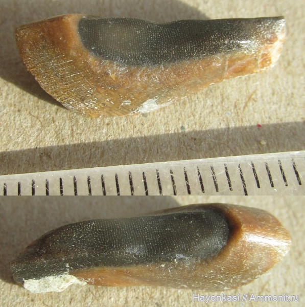 девон, рыбы, зубы, плакодермы, Placodermi, Ptyctodus, PTYCTODONTIDAE