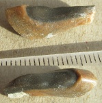 Зубная пластина плакодермы Ptyctodus