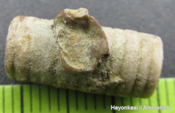 брахиоподы, морские лилии, девон, Productida, членики морских лилий, Crinoidea, Epizoans, Irboskites fixatus