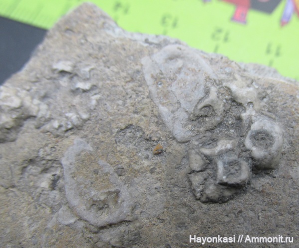 брахиоподы, морские лилии, девон, Productida, Crinoidea, Холдфаст, Irboskites fixatus