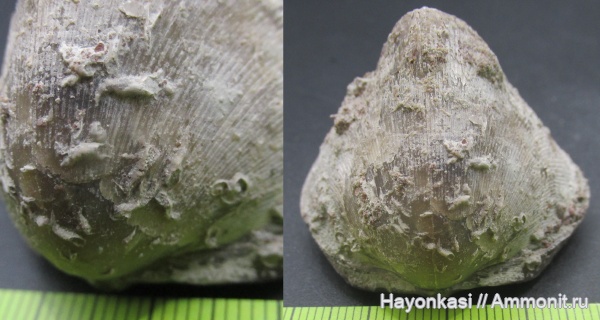 брахиоподы, девон, Microconchida, Rhynchonellida, Ladogia, Cornulites, Ladogia meyendorfii, encrustation of brachiopods, Epizoans