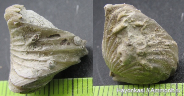 брахиоподы, девон, Ripidiorhynchus, Microconchida, Rhynchonellida, Cornulites, encrustation of brachiopods, Epizoans