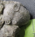 "Два поколения" Irboskites