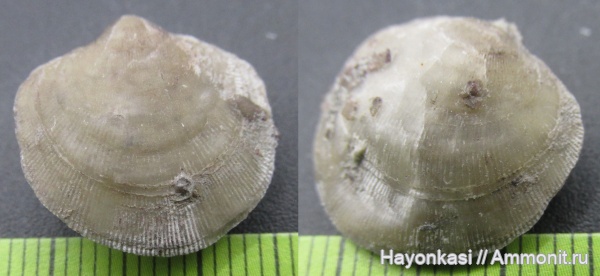 брахиоподы, девон, Atrypida, Atrypa koloschka