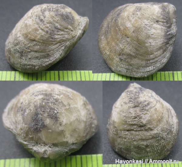 брахиоподы, девон, Atrypida, Прижизненные деформации (уродство) брахиопод