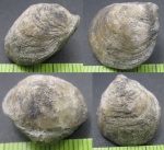 Необычная Atrypida