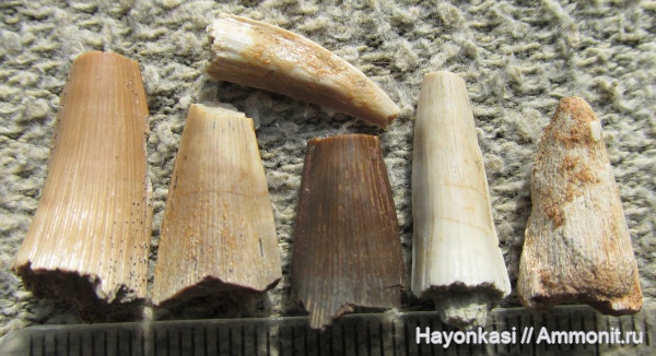 Псковский Девон: Печорский р-н