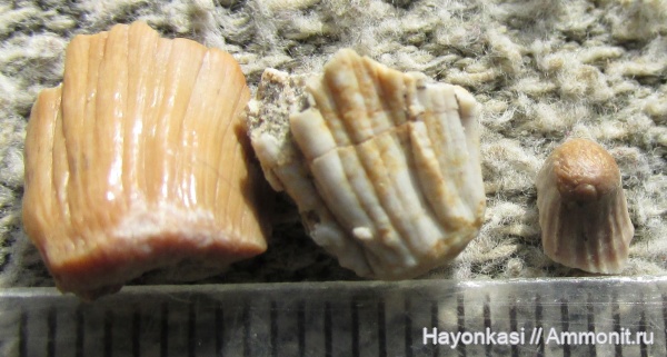 девон, рыбы, зубы, Sarcopterygii