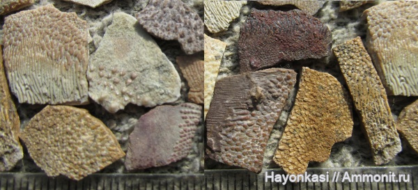 девон, рыбы, Sarcopterygii, чешуя