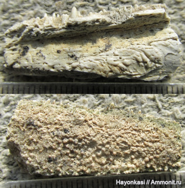 девон, рыбы, Sarcopterygii, челюсти, Laccognathus