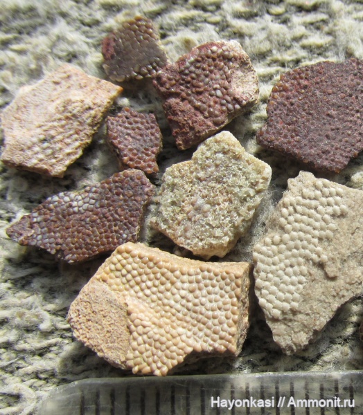 девон, Heterostraci, Agnatha, бесчелюстные, Psammosteidae