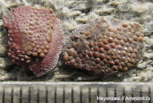 девон, Heterostraci, Agnatha, бесчелюстные, Psammosteidae