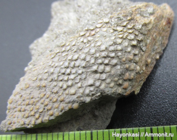 девон, рыбы, Sarcopterygii