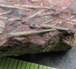 Тентакулиты