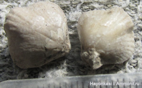 брахиоподы, девон, Rhynchonellida