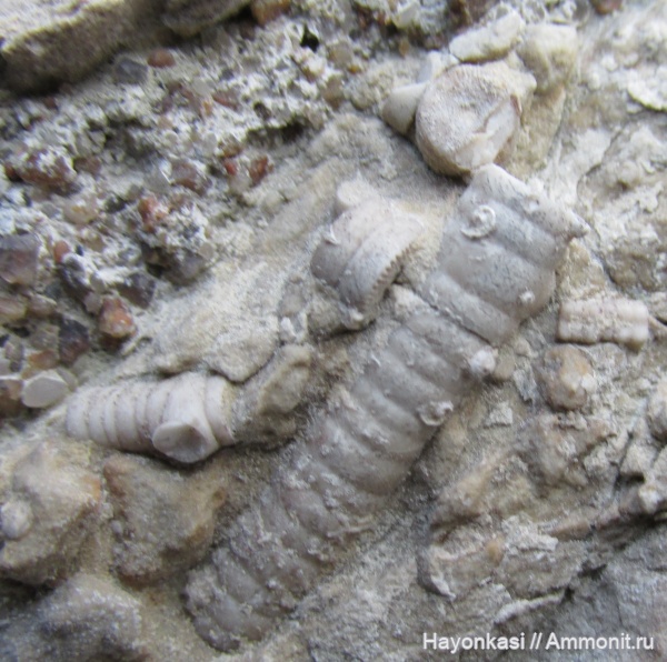 морские лилии, девон, Microconchida, членики морских лилий, Crinoidea, Epizoans