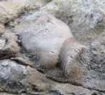 Фоссилии в городе: холдфаст криноидеи