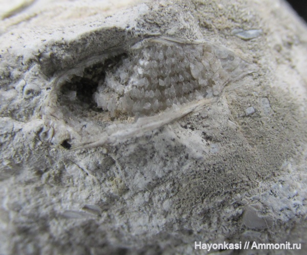 брахиоподы, девон, ручной аппарат, Atrypida