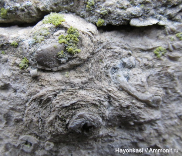 морские лилии, девон, губки, строматопораты, Stromatoporoidea, Crinoidea