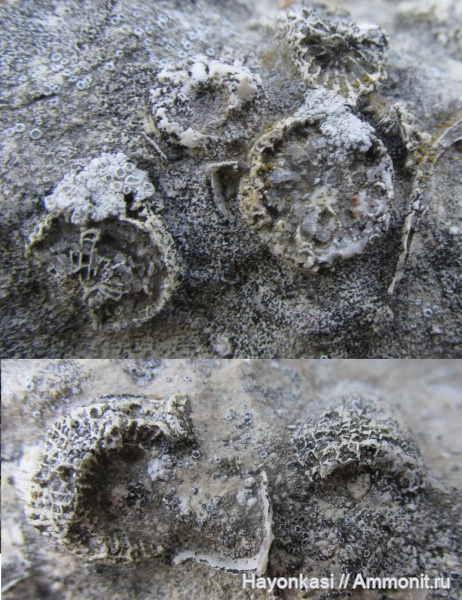 девон, кораллы, Rugosa