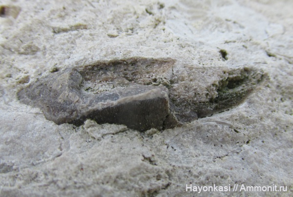 девон, рыбы, зубы, плакодермы, Placodermi, Ptyctodus, PTYCTODONTIDAE