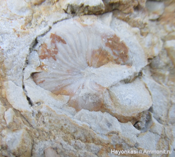 гастроподы, моллюски, девон, Gastropoda