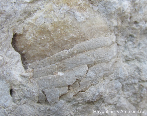 моллюски, девон, наутилоидеи, головоногие моллюски, Nautiloidea