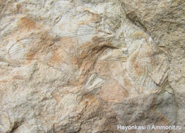 брахиоподы, девон, Cyrtospirifer, Spiriferida