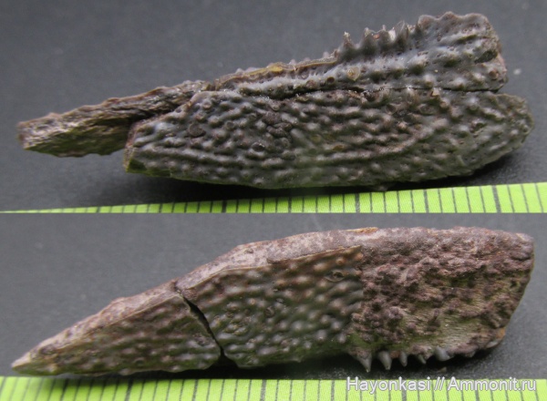 девон, рыбы, плакодермы, Placodermi, Asterolepis, Antiarchi