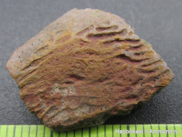 девон, рыбы, плакодермы, Placodermi, Asterolepis, Antiarchi