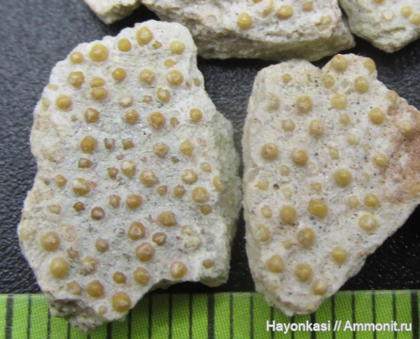 девон, рыбы, плакодермы, Placodermi, Homostius, Artrodira