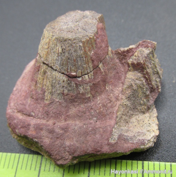 девон, рыбы, зубы, Sarcopterygii, Glyptolepis