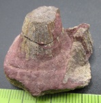 Фрагмент челюсти Glyptolepis