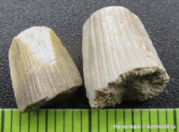 девон, рыбы, зубы, Sarcopterygii, Glyptolepis