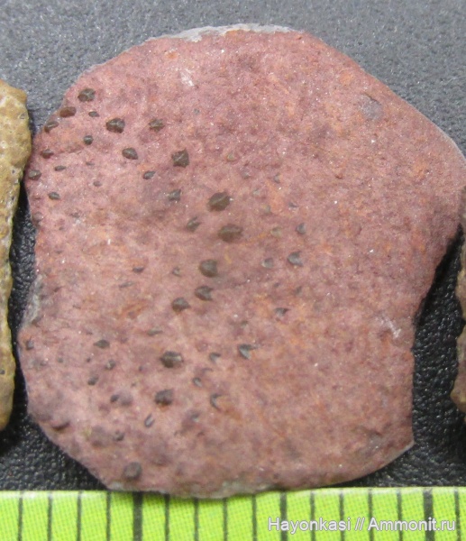 девон, рыбы, Sarcopterygii, чешуя