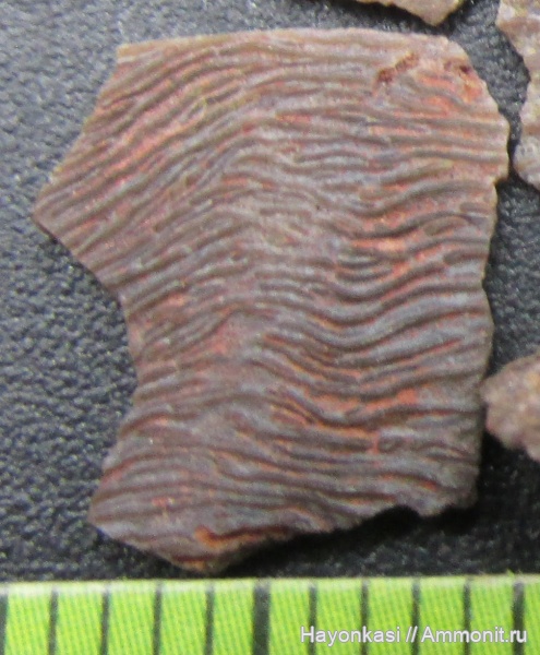 девон, рыбы, Sarcopterygii, чешуя