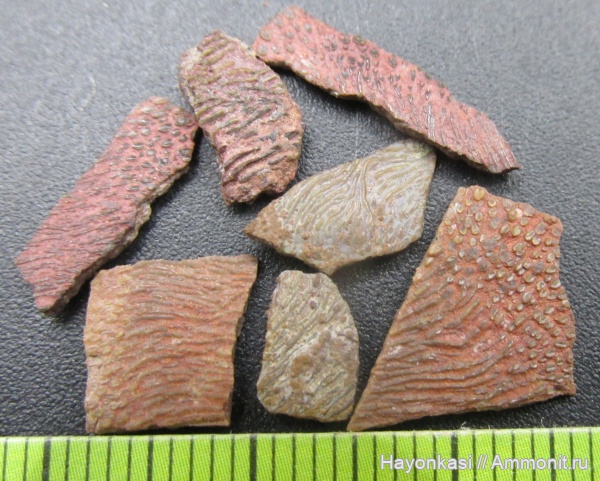 девон, рыбы, Sarcopterygii, чешуя