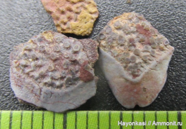 девон, рыбы, Sarcopterygii, чешуя