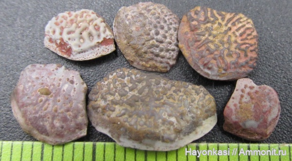 девон, рыбы, Sarcopterygii, чешуя