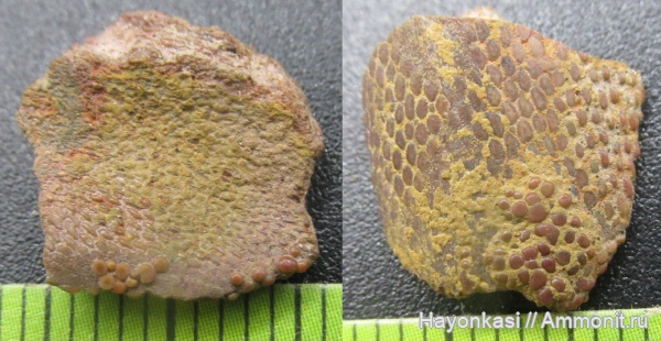 девон, прижизненные повреждения, Heterostraci, Agnatha, бесчелюстные, Psammosteidae