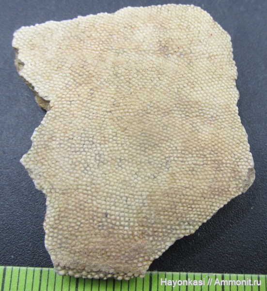 девон, Heterostraci, Agnatha, бесчелюстные, Psammosteidae