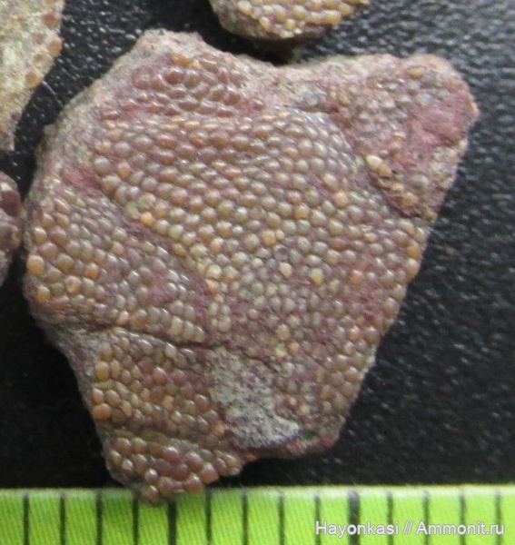 девон, Heterostraci, Agnatha, бесчелюстные, Psammosteidae