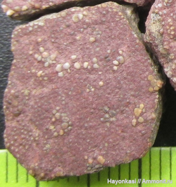 девон, Heterostraci, Agnatha, бесчелюстные, Psammosteidae